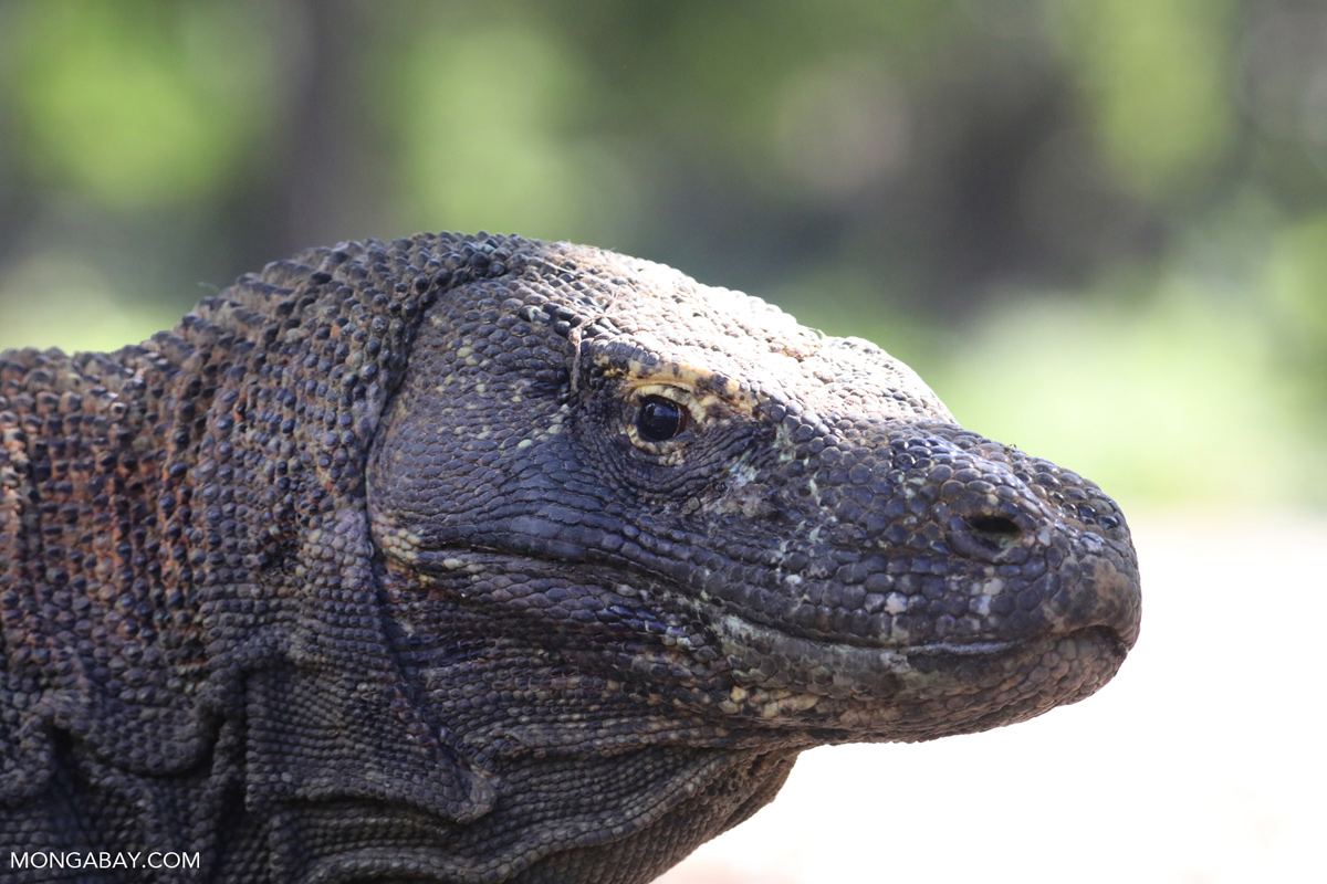 “Komodo Menggigit Lagi, Konflik Makin Tajam”