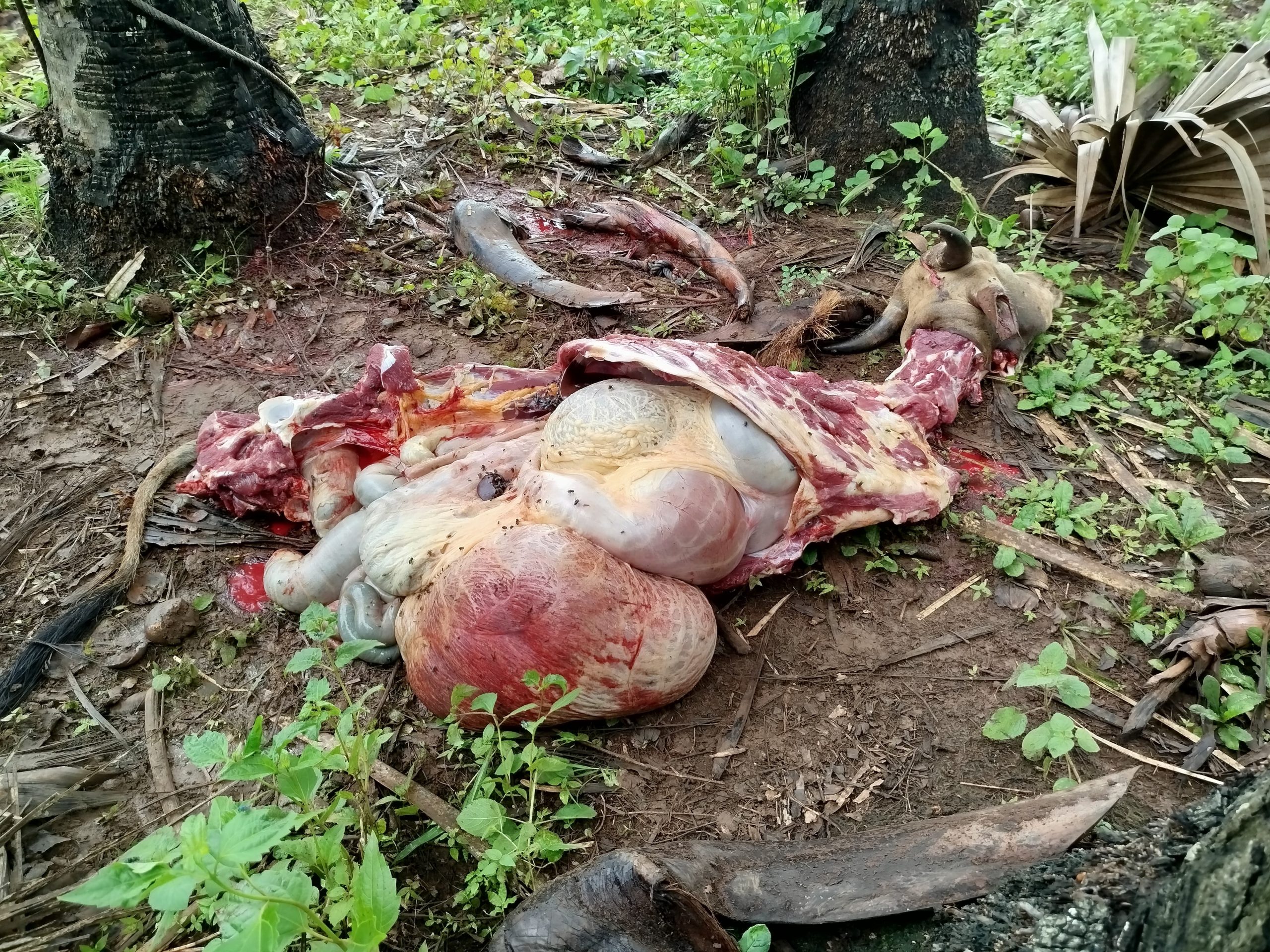 Sapi Dibantai Brutal Sisa Kepala,Usus dan Tulang Rebis