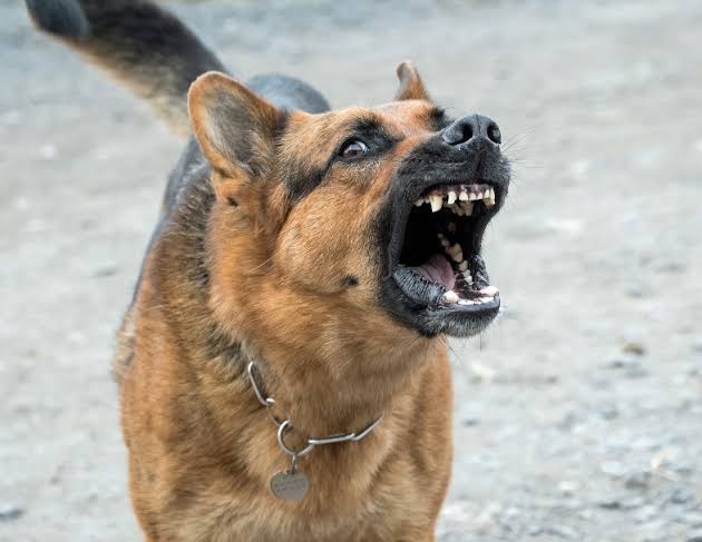 “Tragis! Bocah Kupang Meninggal Usai Digigit Anjing Rabies”