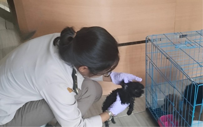 “Perketat Pengawasan, Barantin Tahan Anjing dan Bibit Tanaman Tanpa Dokumen”