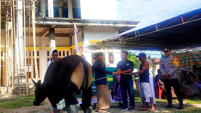 Julie Sutrisno Laiskodat Serahkan 15 Ekor Sapi Kurban untuk Masyarakat Muslim di NTT I