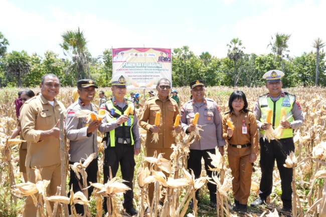 Bukti Nyata Dukung Swasembada Pangan, Wakil Gubernur Johni Asadoma Hadiri Panen Raya Jagung di Desa Pantulan-Kabupaten Kupang